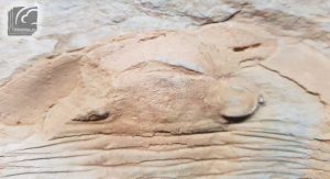 Cefalón Ogygites