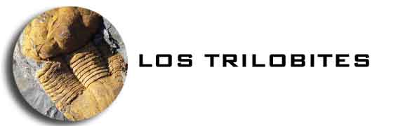 LOS TRILOBITES