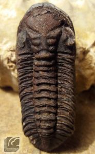 Toletanaspis_1