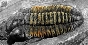 Torax_Toletanaspis