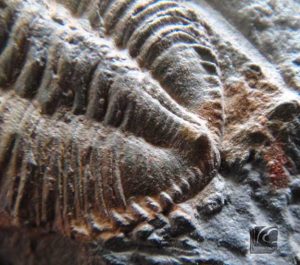 Detalle del pigidio de Bathycheilus castilianus. Se aprecia el borde aserrado y la terminación abultada del raquis.